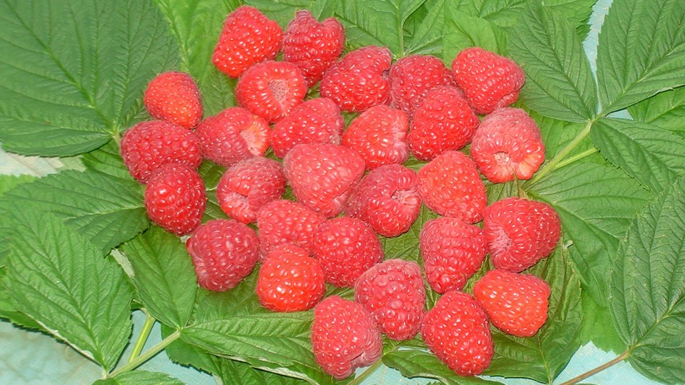 5ec51707c65aa_article.jpg