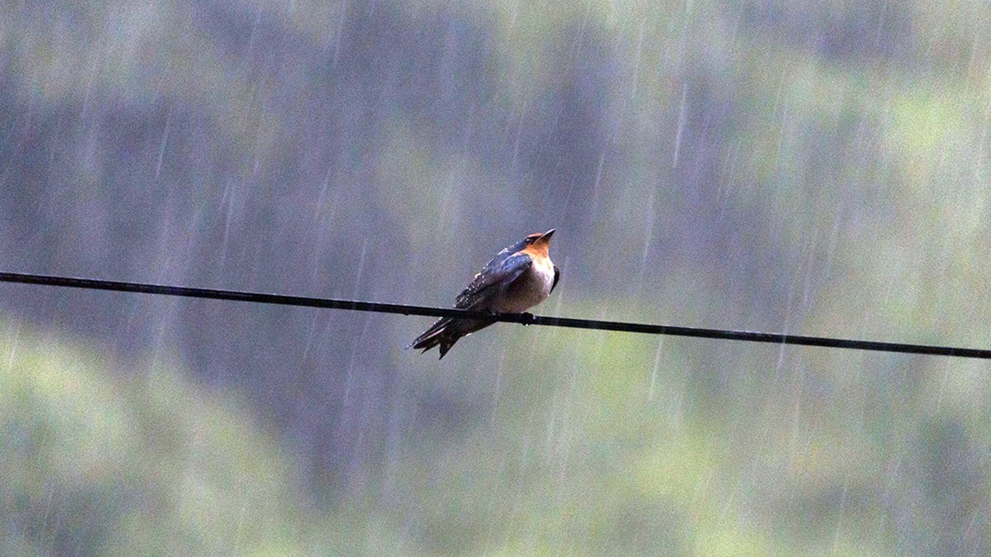 Lastavica nisko leti pred kišu jer padne pritisak, pa i mušice lete niže