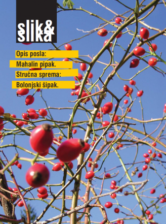 slik-novo-16