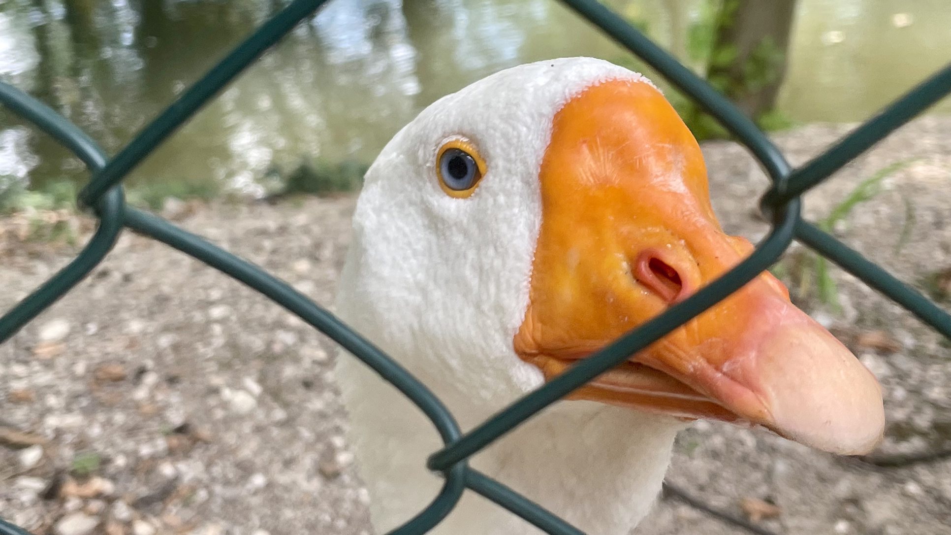 Patriotizam, dogme i tabui